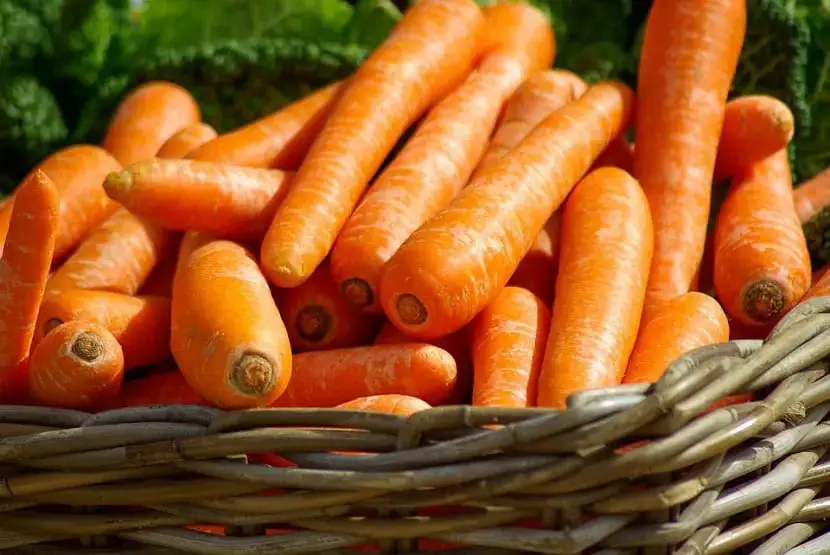 \"Carrots
